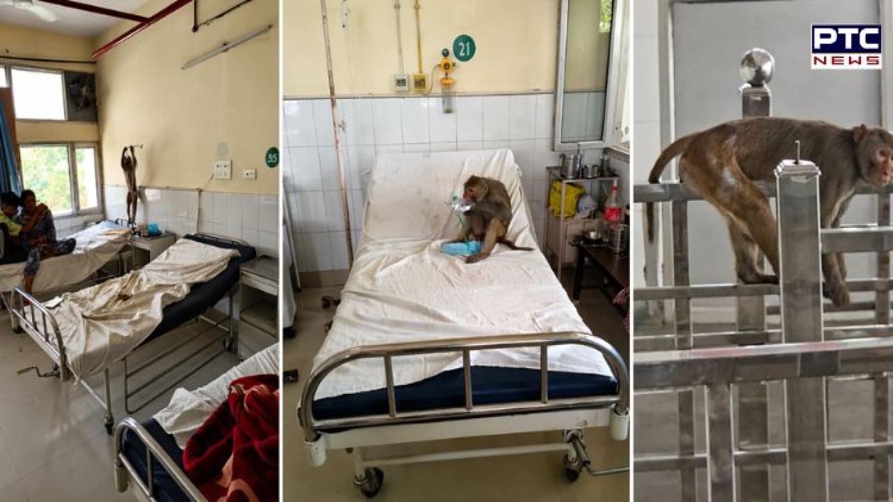 Viral: Monkey ‘inspects’ Abohar govt hospital; climbs on patients, handles medicines