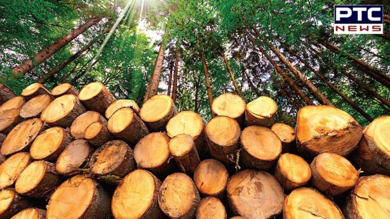 Haryana ’ਚ ਰੁੱਖਾਂ ਦੀ ਕਟਾਈ ’ਤੇ ਹਾਈਕੋਰਟ ਨੇ ਲਗਾਈ ਪੂਰੀ ਤਰ੍ਹਾਂ ਪਾਬੰਦੀ,  ਬਿਨਾ ਇਜਾਜ਼ਤ ਤੋਂ ਨਹੀਂ ਹੋਵੇਗੀ ਕਟਾਈ