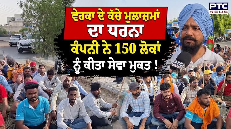 Verka ਦੇ ਕੱਚੇ ਮੁਲਾਜ਼ਮਾਂ ਦਾ ਧਰਨਾ, ਕੰਪਨੀ ਨੇ 150 ਲੋਕਾਂ ਨੂੰ ਕੀਤਾ ਸੇਵਾ ਮੁਕਤ !