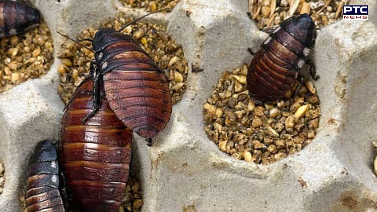 Over one lakh live exotic breed of cockroaches confiscated in Australia, kingpin arrested