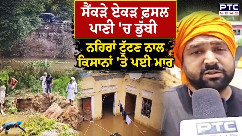 ਸੈਂਕੜੇ ਏਕੜ ਫ਼ਸਲ ਪਾਣੀ 'ਚ ਡੁੱਬੀ,ਨਹਿਰਾਂ ਟੁੱਟਣ ਨਾਲ ਕਿਸਾਨਾਂ 'ਤੇ ਪਈ ਮਾਰ | Punjabi News | AAP | Gurdaspur