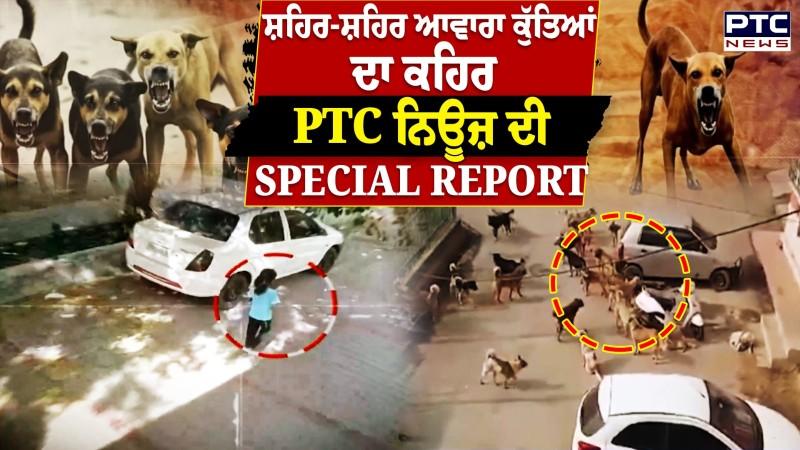ਸ਼ਹਿਰ-ਸ਼ਹਿਰ ਆਵਾਰਾ ਕੁੱਤਿਆਂ ਦਾ ਕਹਿਰ, PTC ਨਿਊਜ਼ ਦੀ SPECIAL REPORT
