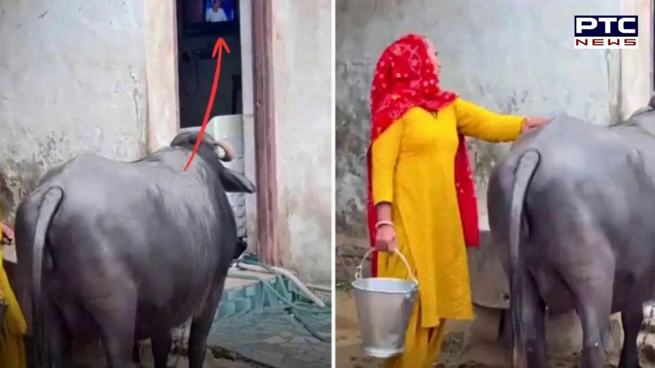 Buffalo Viral Video: ਟੀਵੀ ਦੇਖੇ ਬਿਨਾਂ ਦੁੱਧ ਨਹੀਂ ਦਿੰਦੀ ਇਹ ਮੱਝ, ਮਜ਼ੇਦਾਰ ਵੀਡੀਓ ਨੇ ਜਿੱਤਿਆ ਲੋਕਾਂ ਦਾ ਦਿਲ