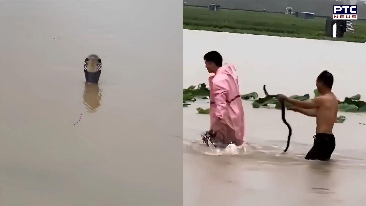 Typhoon Maysak: Over 900 venomous snakes escape breeding farms in southern China, terrifying  visuals emerge