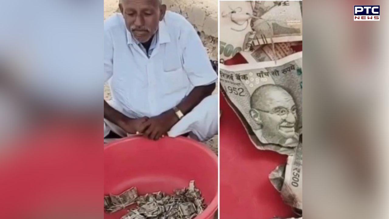 Rajasthan farmer buries Rs 5 lakh in field, finds cash months later damaged by termites | Watch