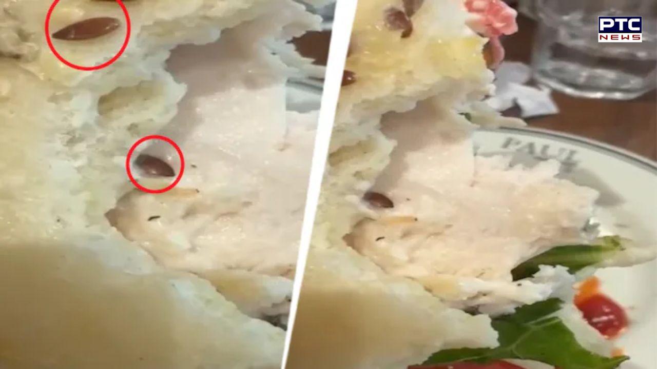 Breakfast turns ugly: Man finds live worm in sandwich at posh Gurugram eatery, raises food safety concerns