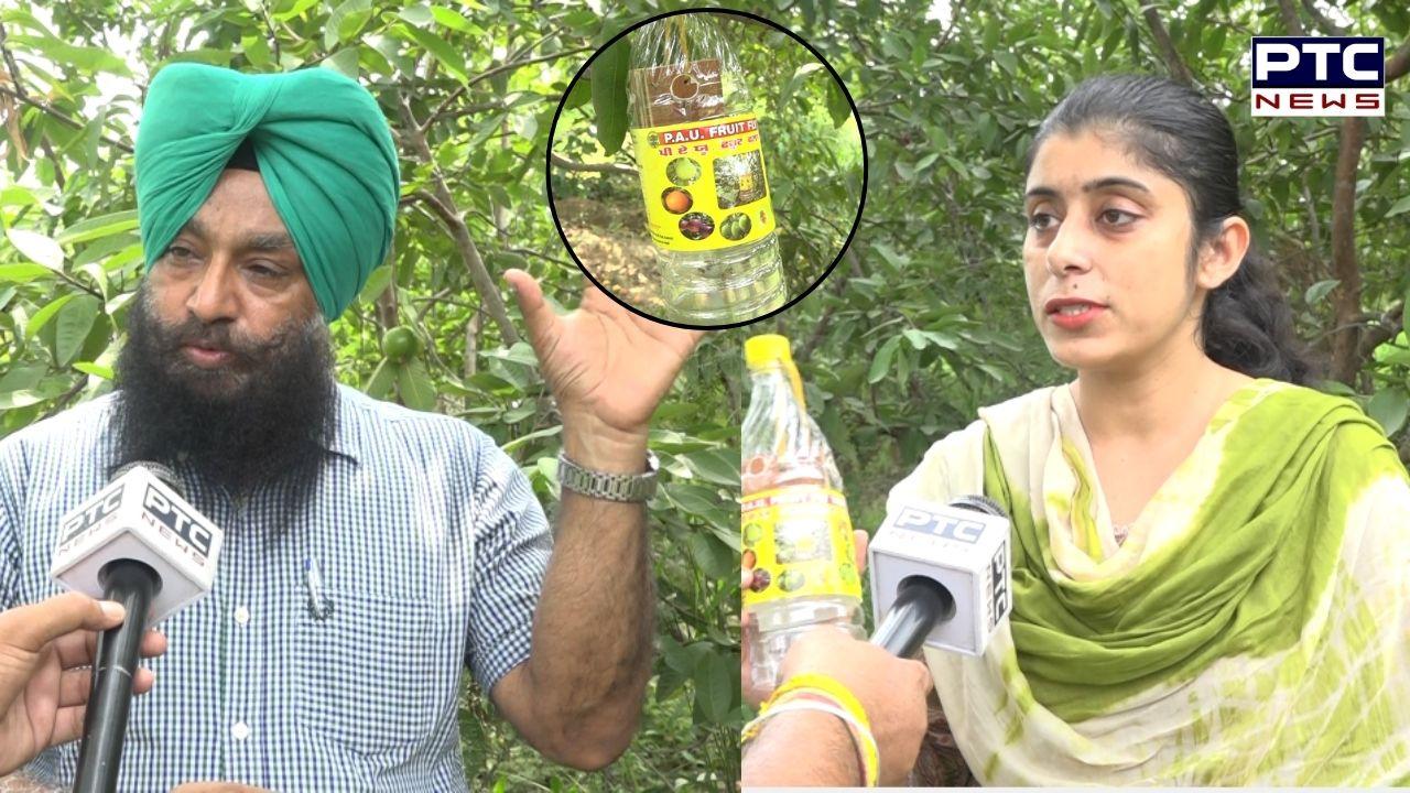Agriculture Special : ਬਾਗਬਾਨੀ ਲਈ ਵਰਦਾਨ ਪੀਏਯੂ ਦਾ ਫਰੂਟ ਫਲਾਈ ਟਰੈਪ, ਜਾਣੋ ਕਿਵੇਂ ਕਰਦਾ ਹੈ ਕੰਮ ਅਤੇ ਕੀ ਹਨ ਫਾਇਦੇ