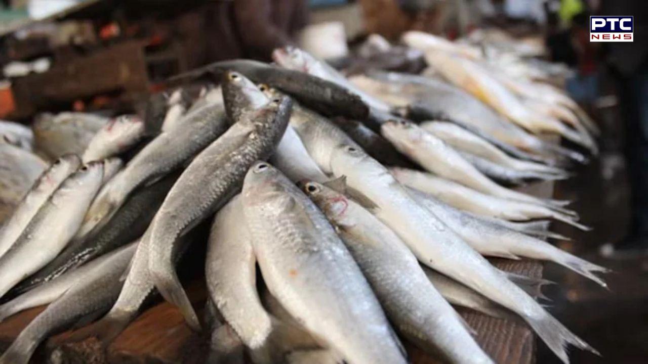 'Don't eat fish caught from floodwaters': Bihar warns citizens after 'unusual looking' fish washes in by Nepal floods