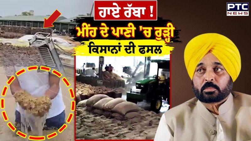 ਮੀਂਹ ਦੇ ਪਾਣੀ 'ਚ ਰੁੜ੍ਹੀ ਕਿਸਾਨਾਂ ਦੀ ਫਸਲ, ਮੰਡੀ 'ਚ ਝਰਨੇ ਵਾਂਗ ਚੱਲ ਰਿਹਾ ਪਾਣੀ | Punjab Weather
